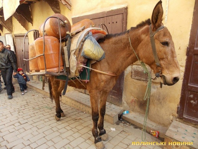більш звичний вид транспорту в Марокко